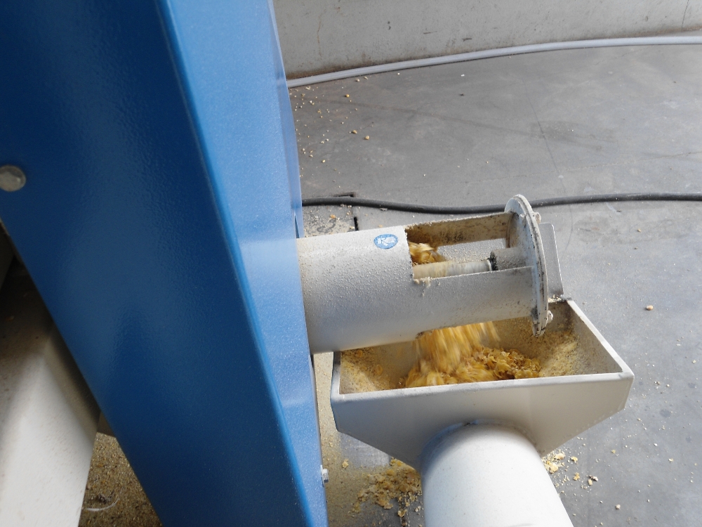Outfeed of crushed maize from crusher of Steam flaking plant for cereals and pulses