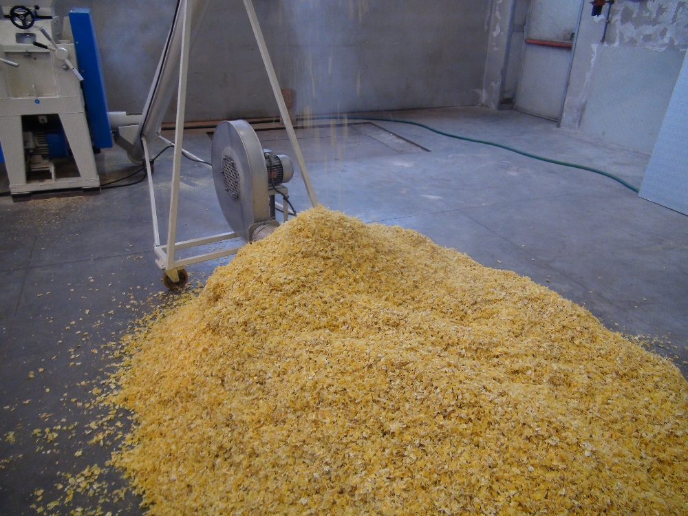 Heap of flaked maize at the outlet from the Steam flaking plant for cereals and pulses conveyor pipe