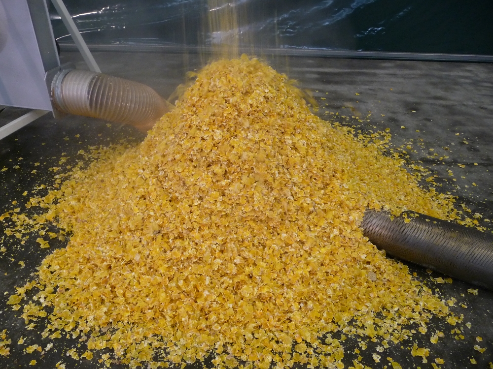 Flaked maize above the cooling fan of the Steam flaking plant for cereals and pulses