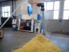 Accumulation de maïs floconné à la sortie du tuyau transporteur. Installation de traitement thermique et de floconnage pour céréales et légumes