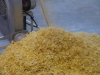 Accumulation de maïs floconné en sortie du tuyau transporteur. Installation de traitement thermique et de floconnage pour céréales et légumes